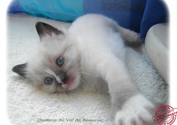 Mâle seal mitted avec flamme  - Chatterie Ragdolls du Val de Beauvoir